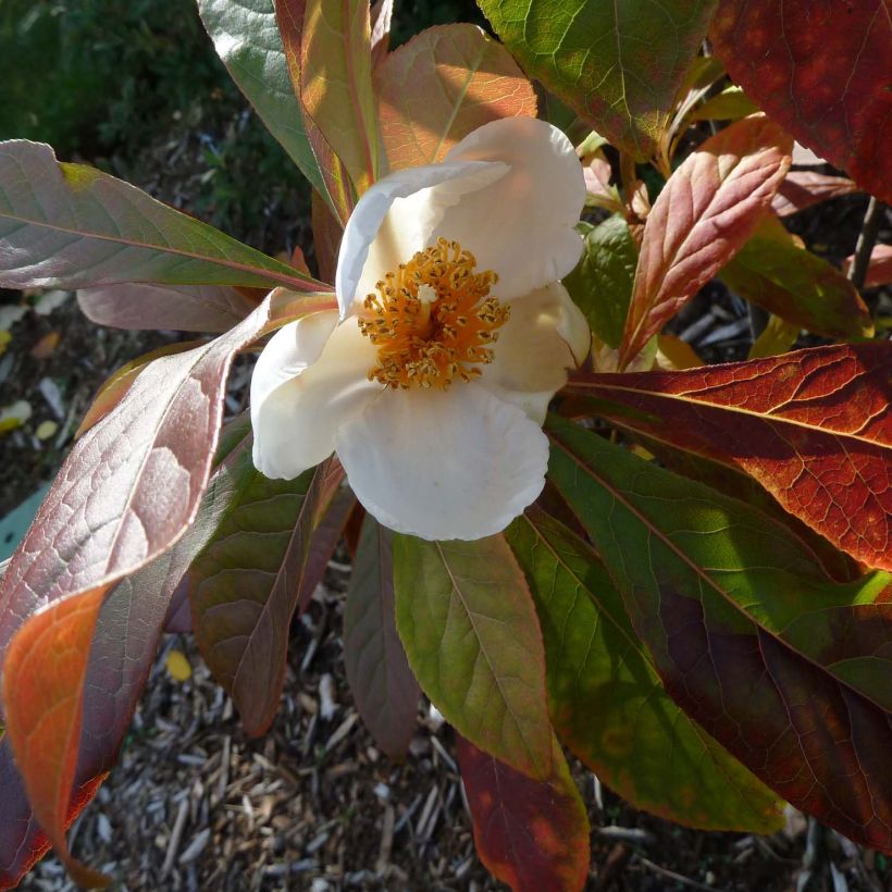 Franklinia alatamaha (Kukinta)