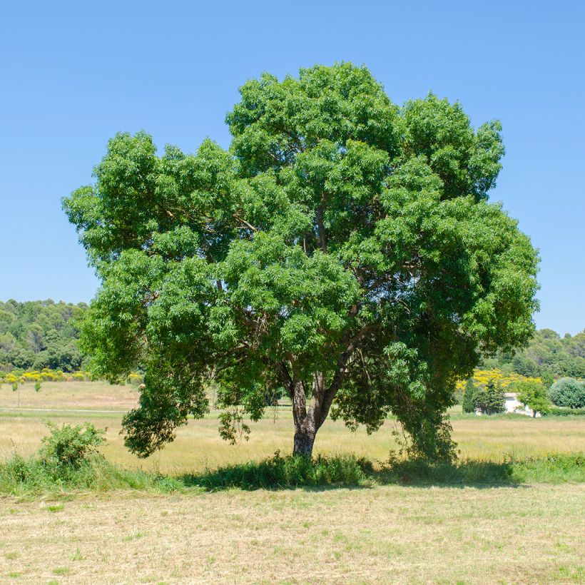 Etelänsaarni - Fraxinus angustifolia (Kasvutapa)