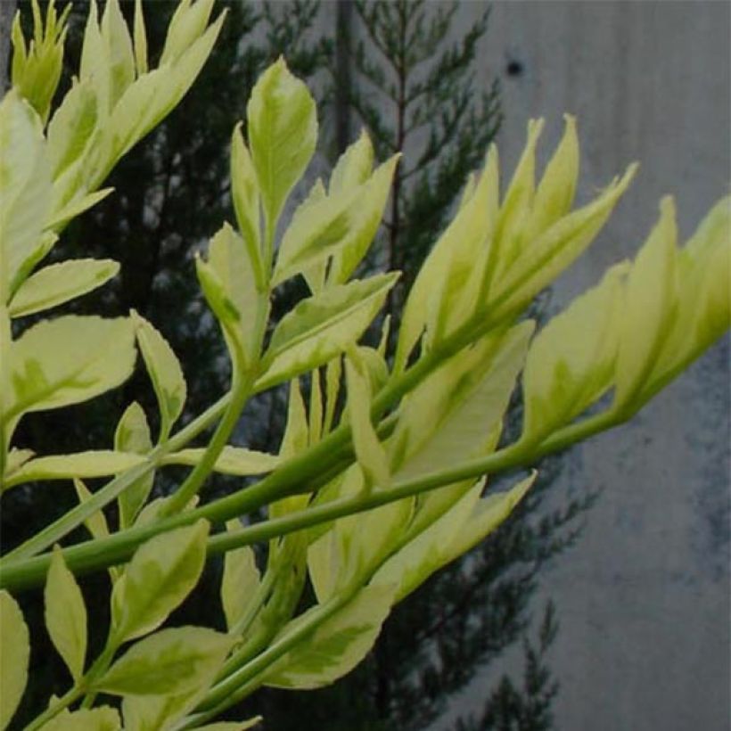 Etelänsaarni Variegata (Lehvistö)