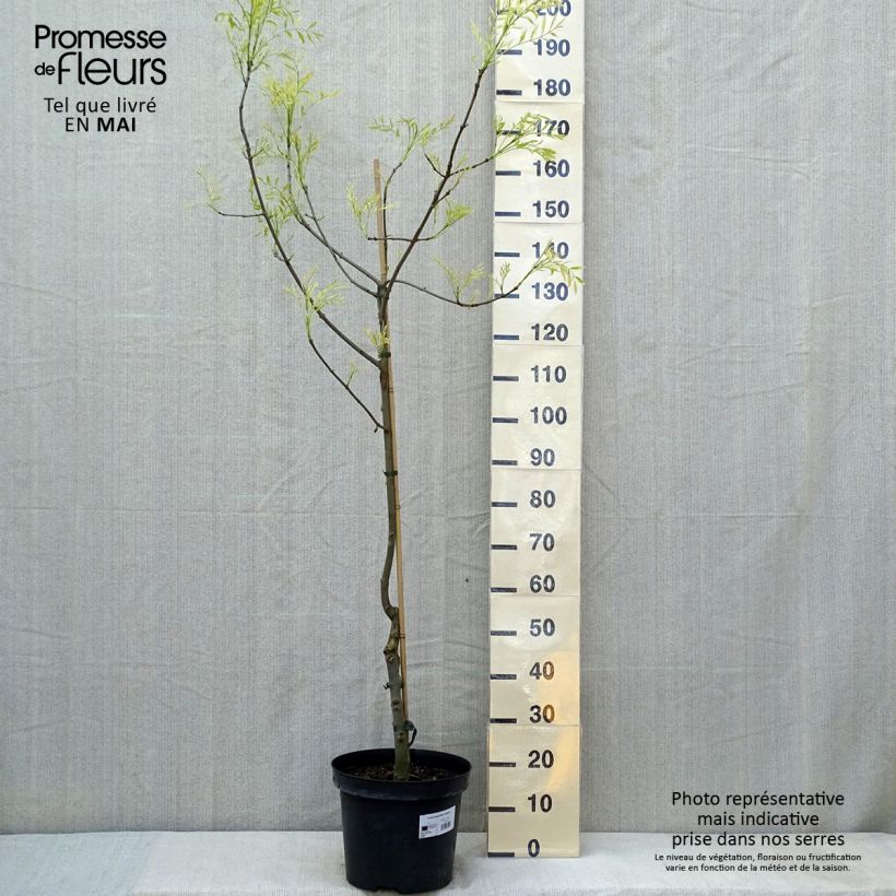 Esimerkki keväällä toimitetusta Etelänsaarni Variegata Pot de 12L/15L-taimesta