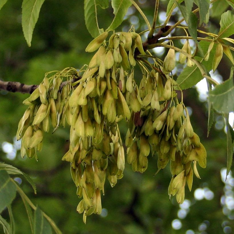 Saarni - Fraxinus excelsior (Sadonkorjuu)