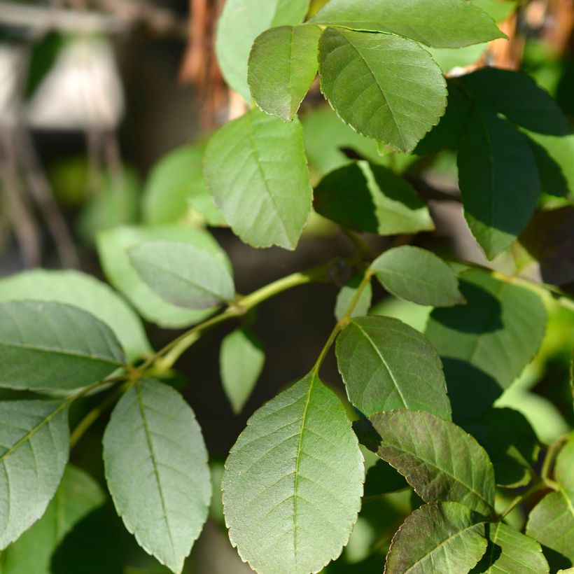 Mannasaarni - Fraxinus ornus (Lehvistö)