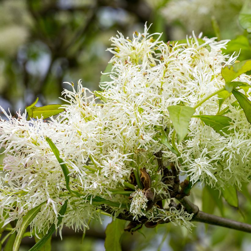Mannasaarni - Fraxinus ornus (Kukinta)