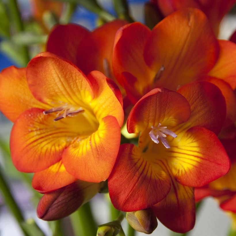 Freesia hybrida Simple Orange (Kukinta)