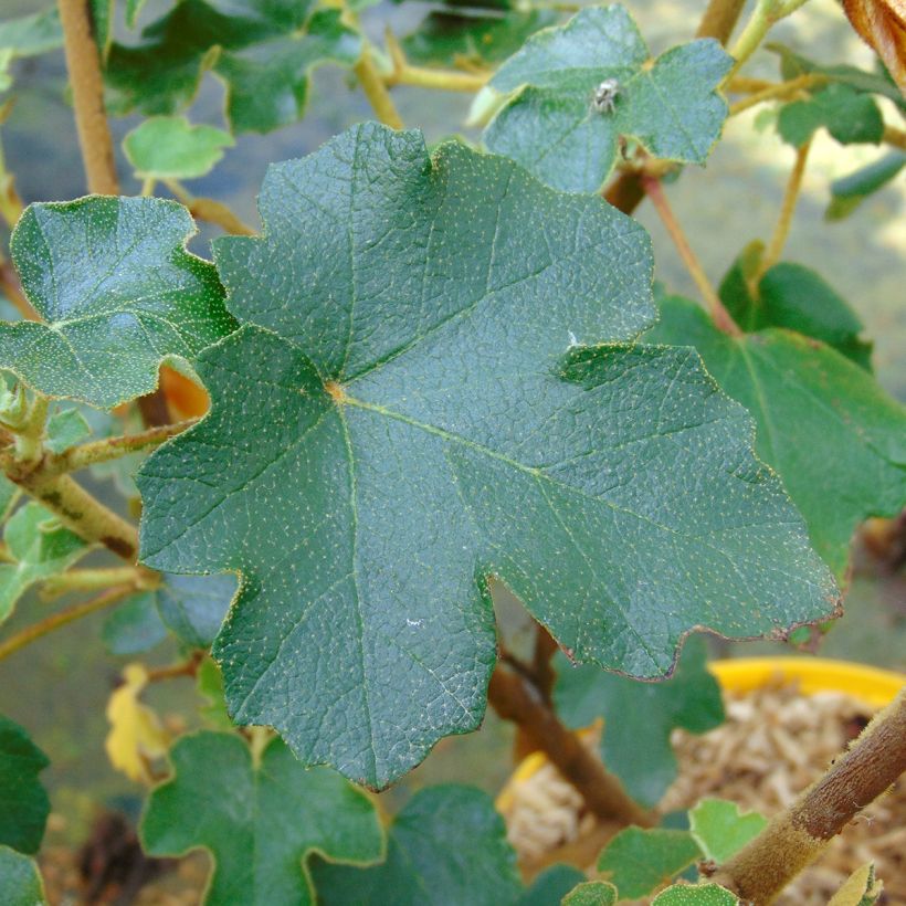 Fremontia - Fremontodendron californicum (Lehvistö)