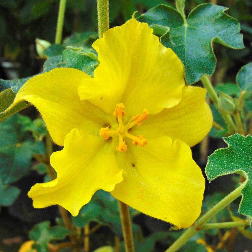 Fremontia - Fremontodendron californicum (Kukinta)