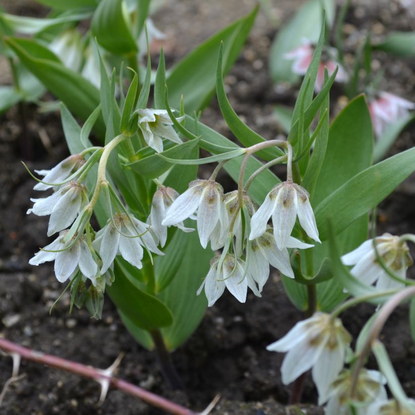 Keisarinpikarililja - Fritillaria bucharica (Kasvutapa)