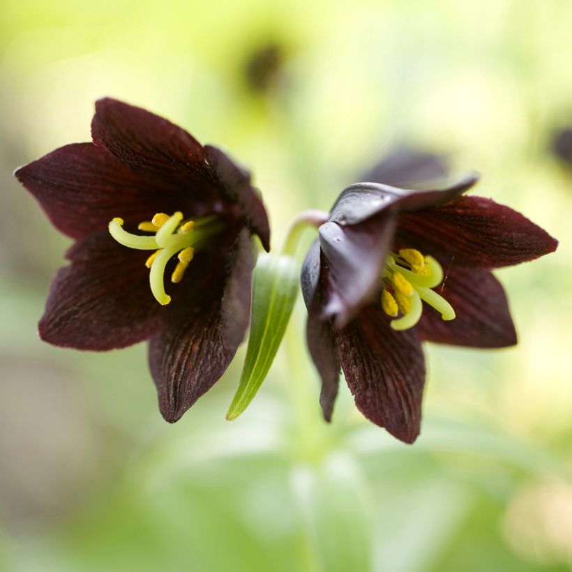 Tummapikarililja - Fritillaria camschatcensis (Kukinta)