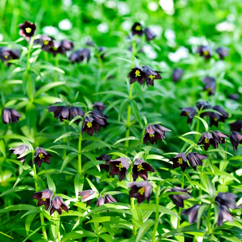 Tummapikarililja - Fritillaria camschatcensis (Kasvutapa)
