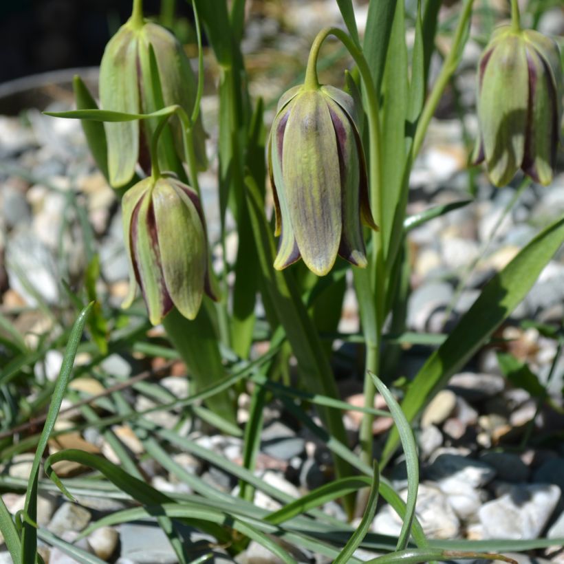 Keisarinpikarililja - Fritillaria hermonis subsp. amana (Kasvutapa)