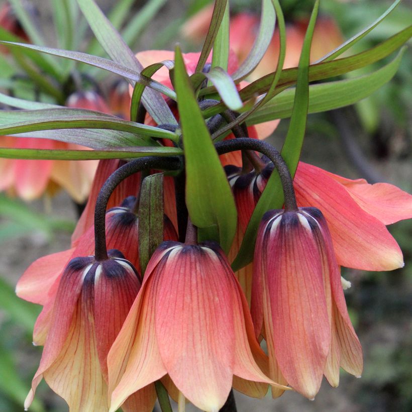 Keisarinpikarililja Orange Beauty (Kukinta)