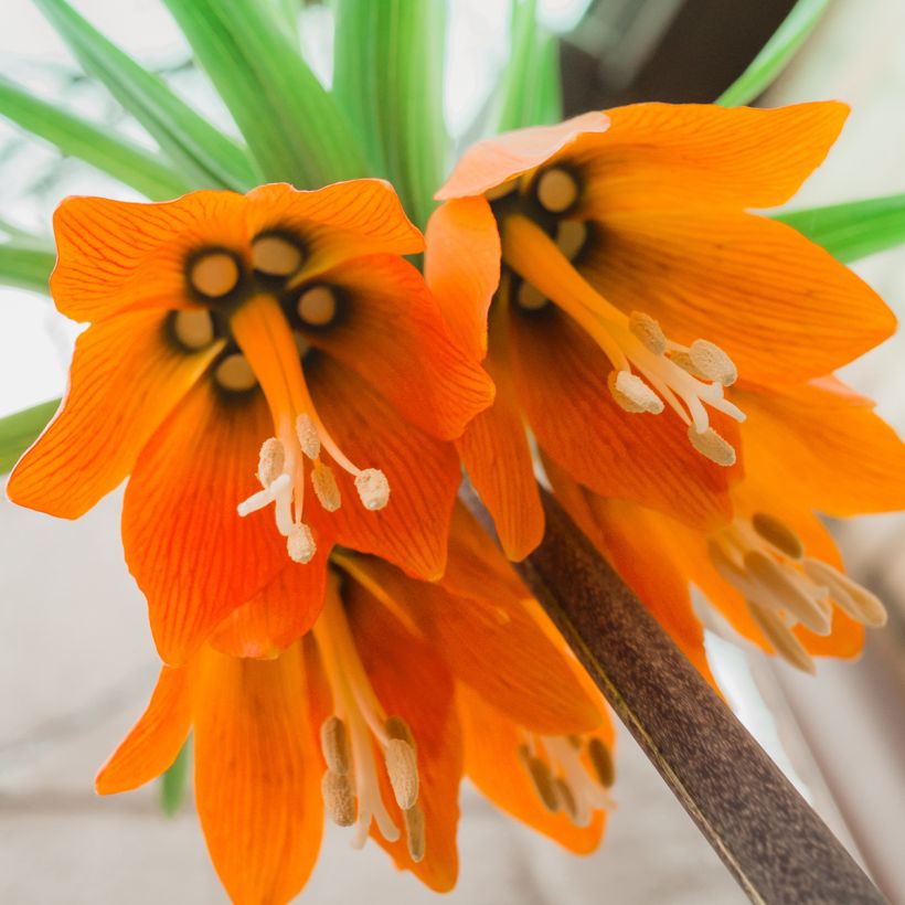 Keisarinpikarililja Prolifera (Kukinta)