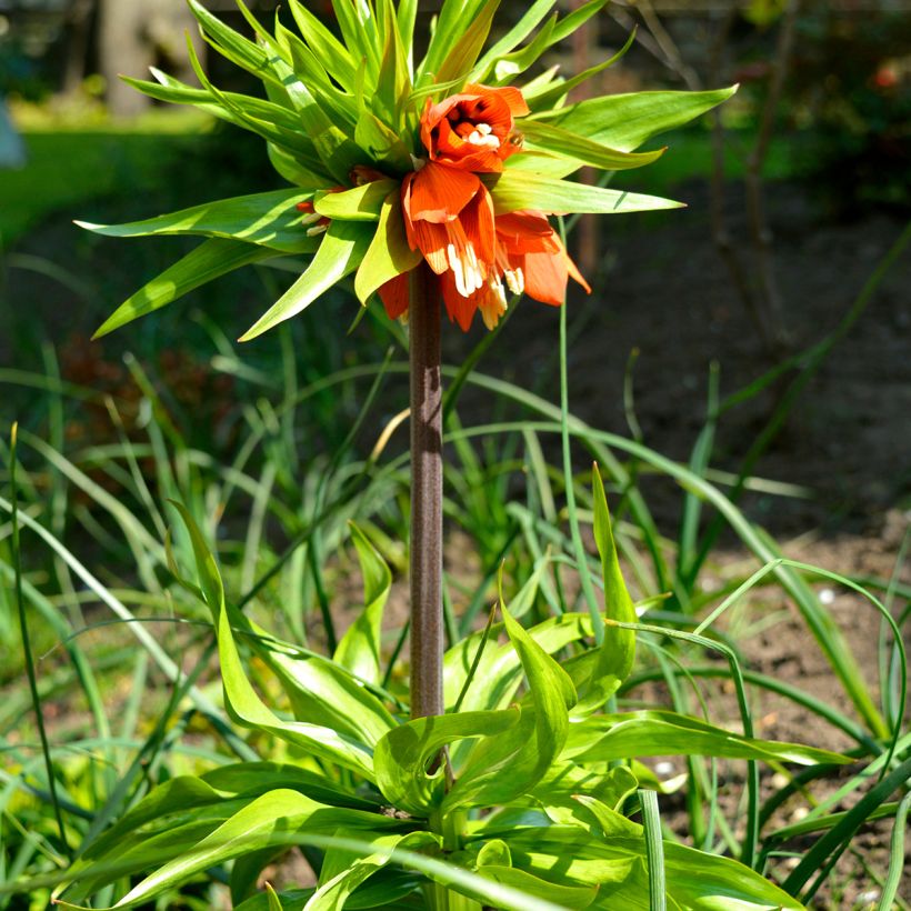 Keisarinpikarililja Rubra (Plant habit)