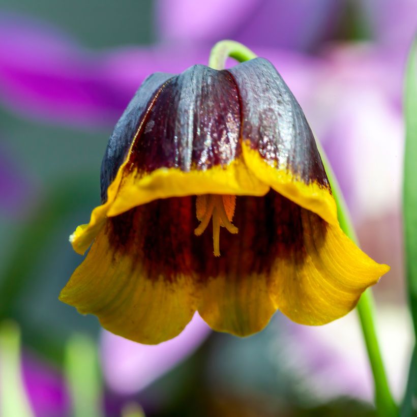 Keltareunapikarililja - Fritillaria michailovskyi (Kukinta)