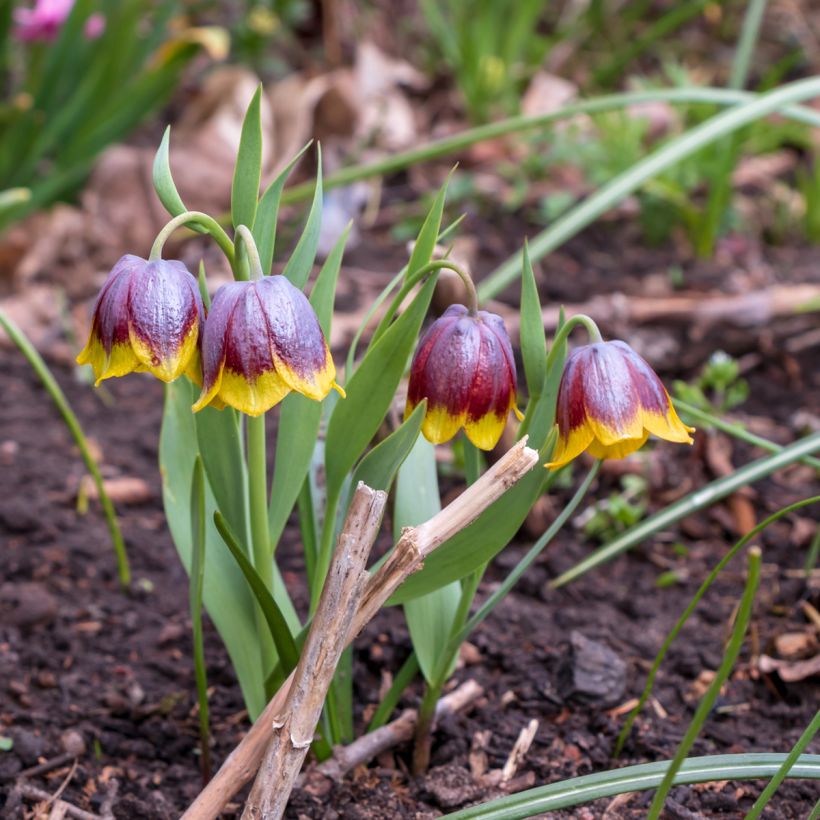 Keltareunapikarililja - Fritillaria michailovskyi (Kasvutapa)