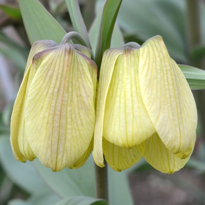 Kalvaspikarililja - Fritillaria pallidiflora (Kukinta)