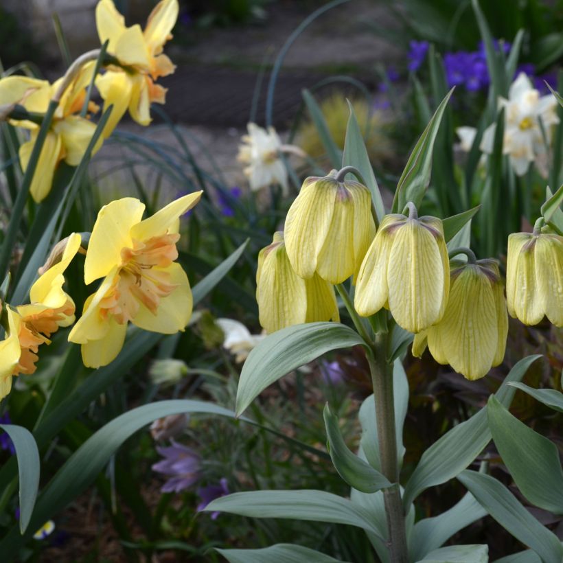 Kalvaspikarililja - Fritillaria pallidiflora (Kasvutapa)