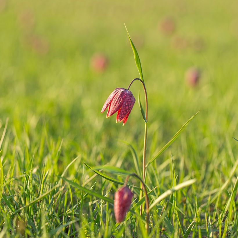 Kirjopikarililja - Fritillaria meleagris (Kasvutapa)
