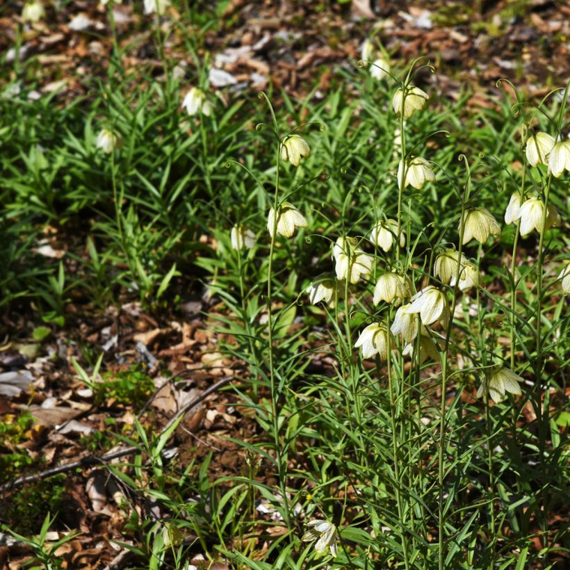 Keisarinpikarililja - Fritillaria thunbergii (Kasvutapa)