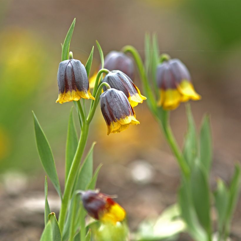 Assyrianpikarililja - Fritillaria uva-vulpis (Kasvutapa)
