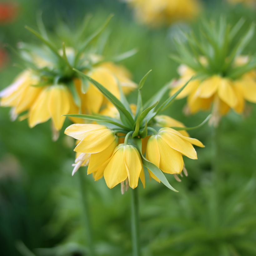 Keisarinpikarililja Lutea (Flowering)