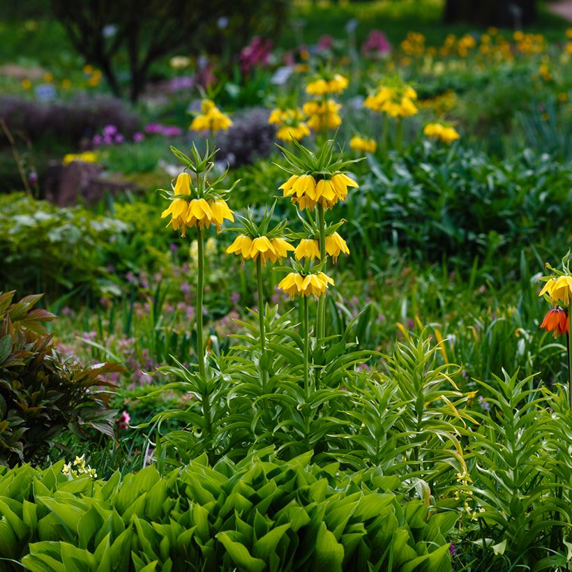 Keisarinpikarililja Lutea (Plant habit)