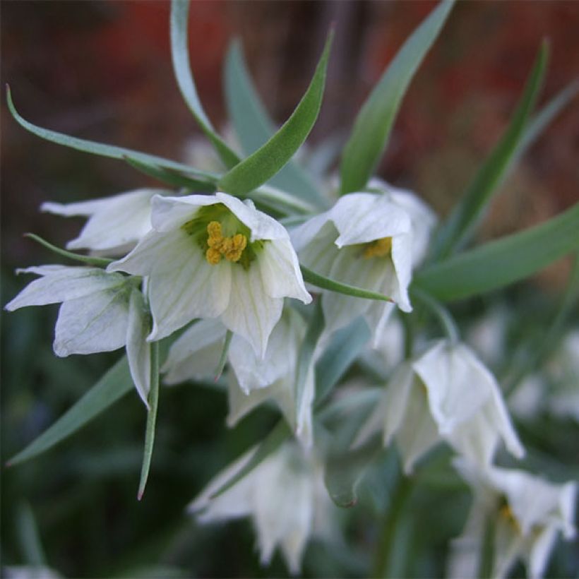 Keisarinpikarililja - Fritillaria bucharica (Kukinta)