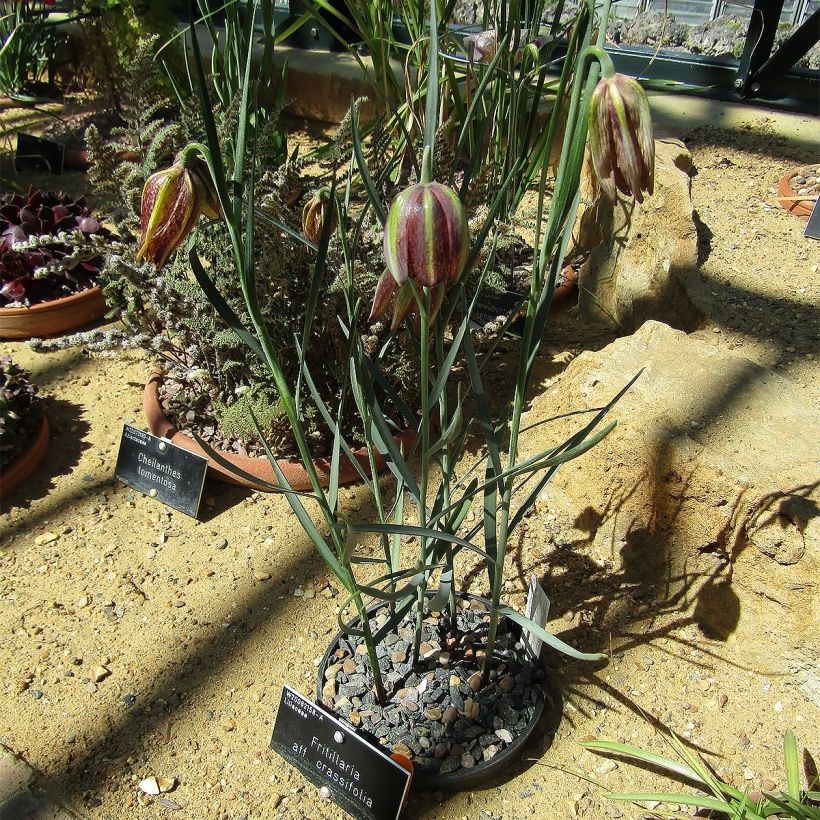 Keisarinpikarililja - Fritillaria crassifolia subsp. crassifolia (Kasvutapa)