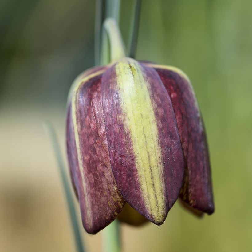 Keisarinpikarililja - Fritillaria crassifolia subsp. crassifolia (Kukinta)