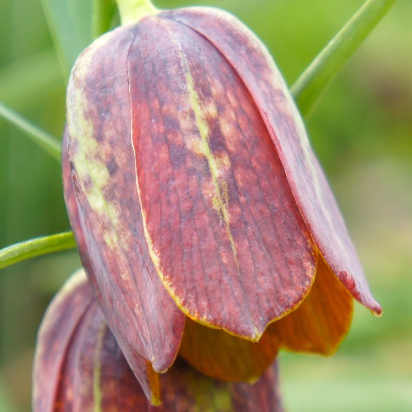 Davisinpikarililja - Fritillaria davisii (Kukinta)