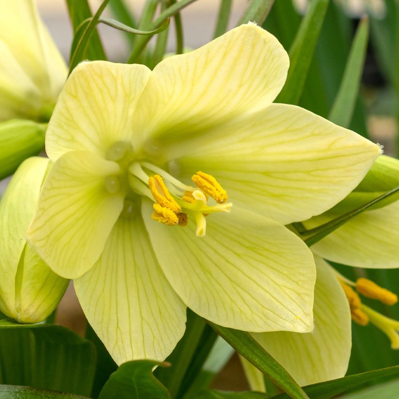 Keisarinpikarililja - Fritillaria raddeana (Kukinta)