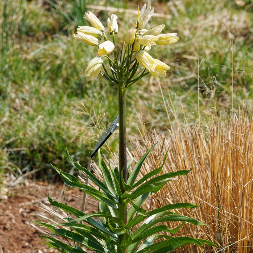 Keisarinpikarililja - Fritillaria raddeana (Kasvutapa)