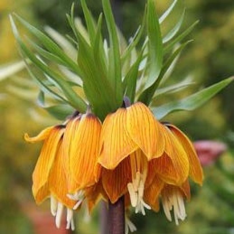 Keisarinpikarililja Striped Beauty (Kukinta)