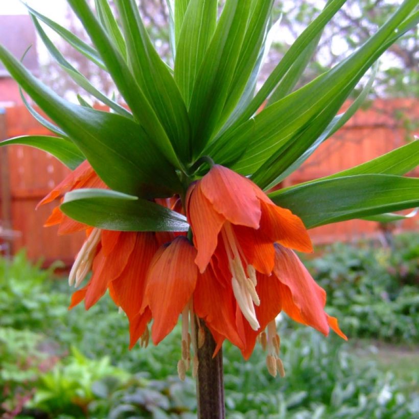 Keisarinpikarililja Rubra (Flowering)