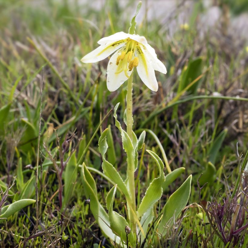 Keisarinpikarililja - Fritillaria liliacea (Lehvistö)