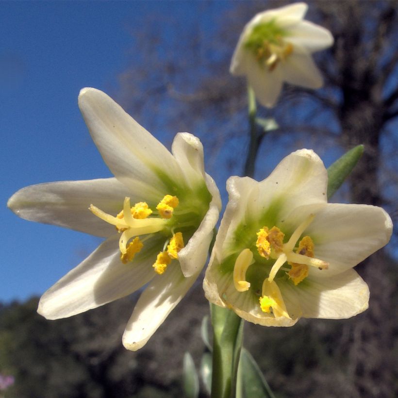 Keisarinpikarililja - Fritillaria liliacea (Kukinta)