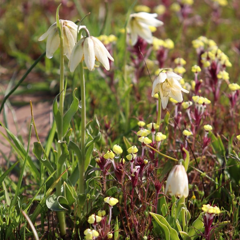Keisarinpikarililja - Fritillaria liliacea (Kasvutapa)