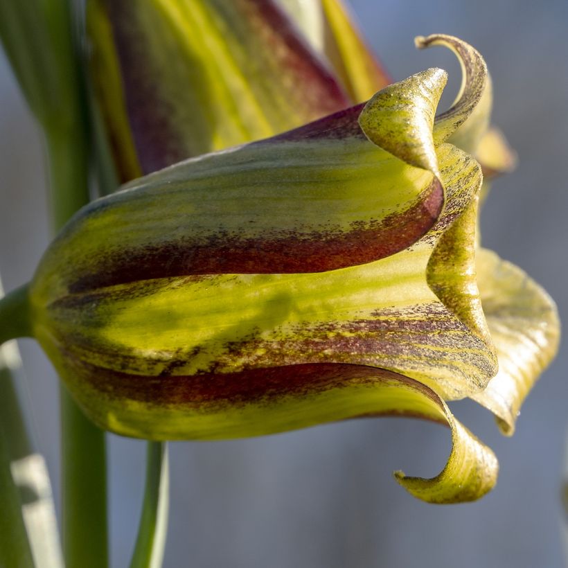 Keisarinpikarililja - Fritillaria olivieri (Kukinta)