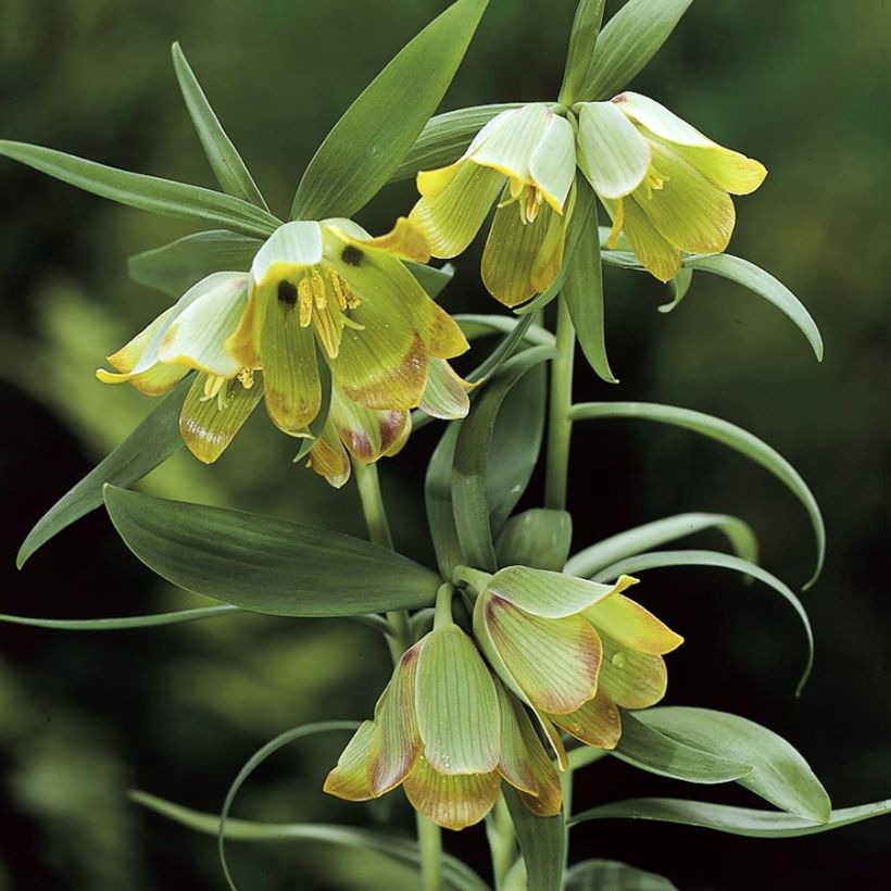 Keisarinpikarililja - Fritillaria pontica (Kukinta)