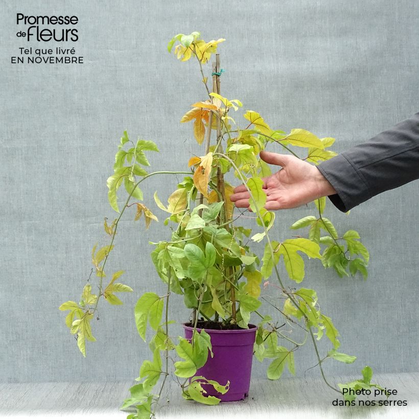 Esimerkki syksyllä toimitetusta Punapassio - Passiflora edulis 1,5 litran / 2 litran kannu-taimesta