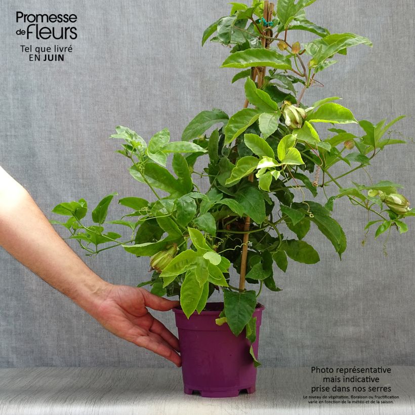 Esimerkki kesällä toimitetusta Punapassio - Passiflora edulis 1,5 litran / 2 litran kannu-taimesta