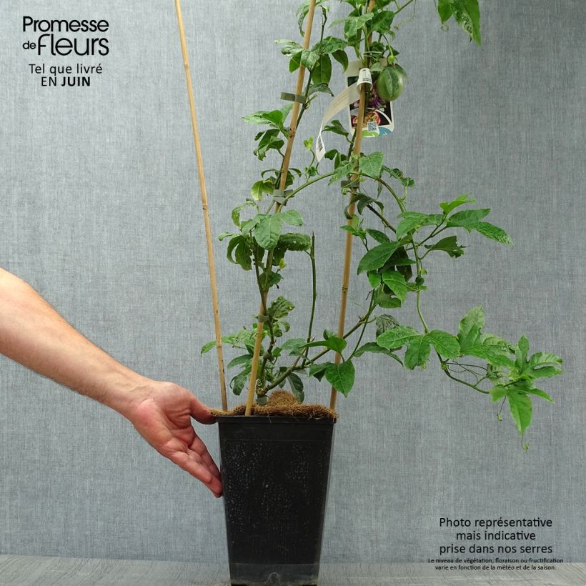 Esimerkki kesällä toimitetusta Punapassio - Passiflora edulis 3 litran/4 litran ruukku-taimesta
