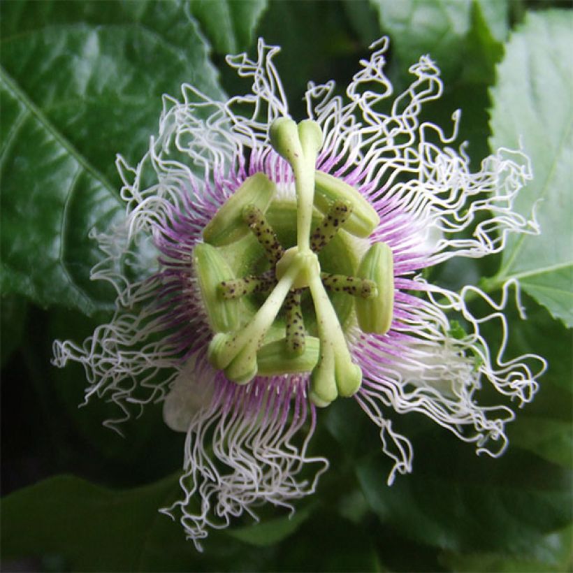 Punapassio - Passiflora edulis (Kukinta)