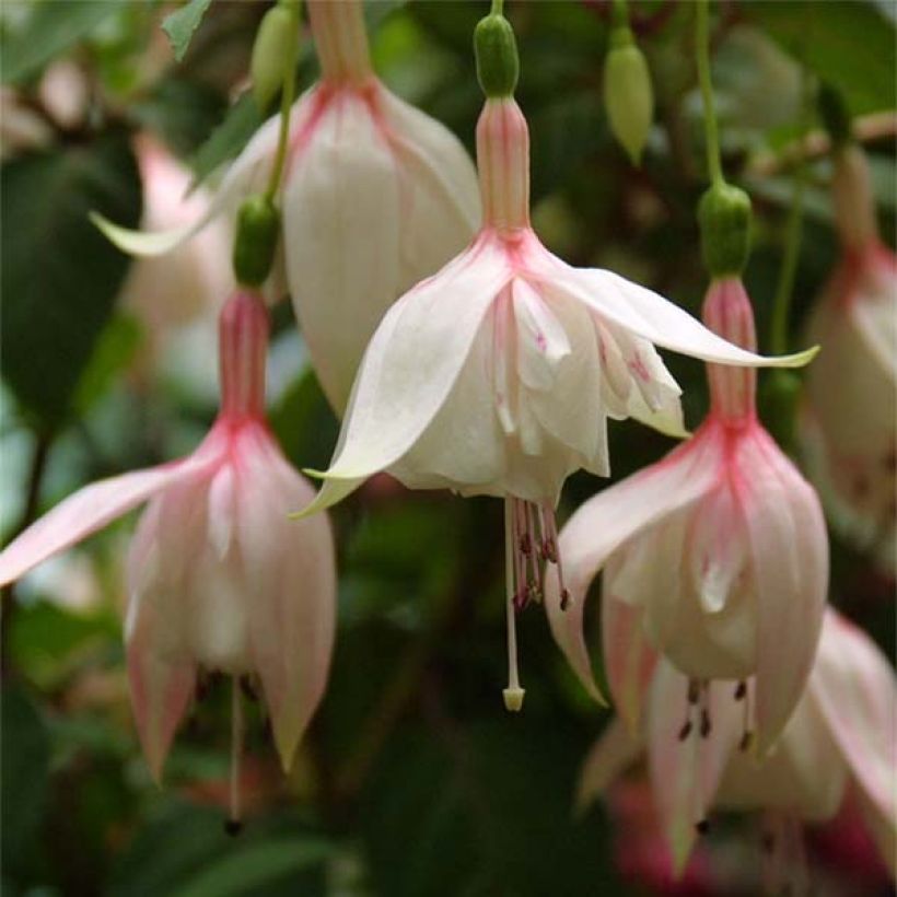Verenpisara Annabel (Kukinta)