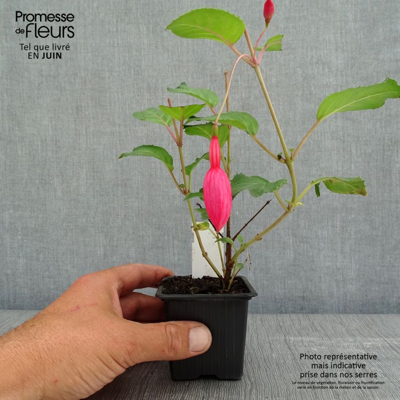 Esimerkki keväällä toimitetusta Verenpisara Beacon rosa 8/9 cm taimiruukku-taimesta