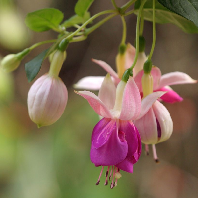 Verenpisara Fuchsia Bella Rosella (Kukinta)