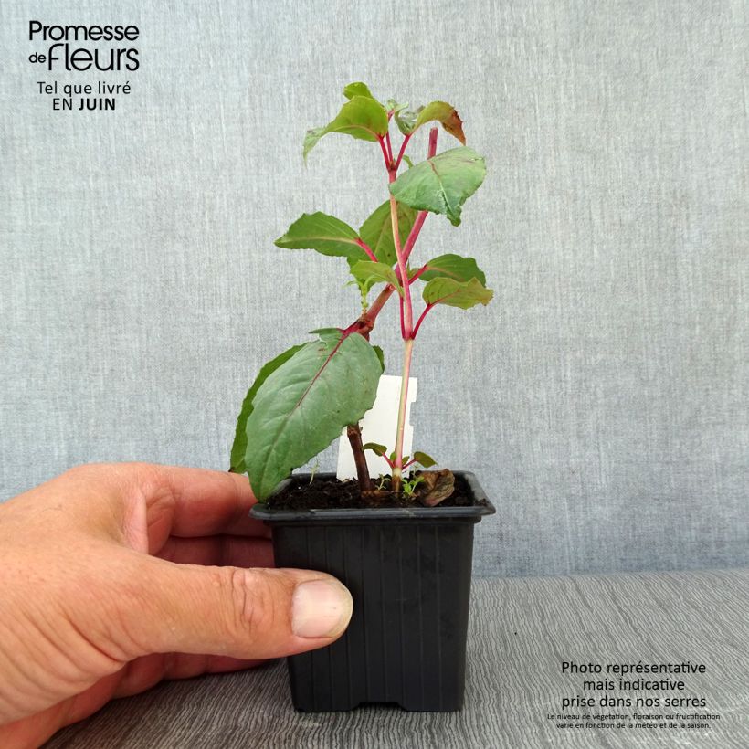Esimerkki kesällä toimitetusta Verenpisara Black Princess 8/9 cm taimiruukku-taimesta