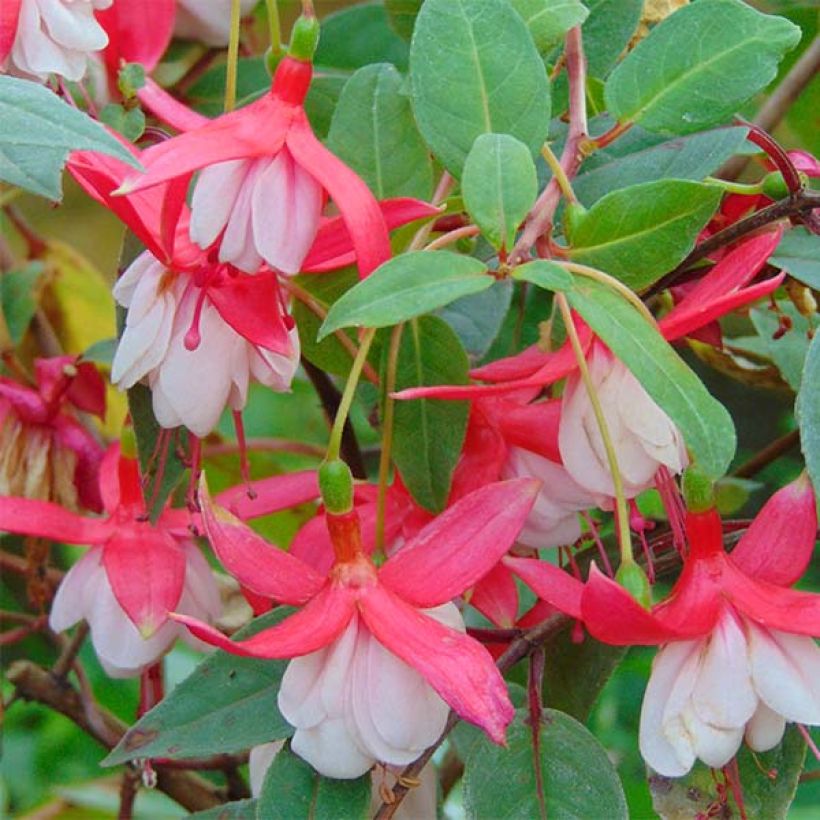 Verenpisara Chantilly (Kukinta)
