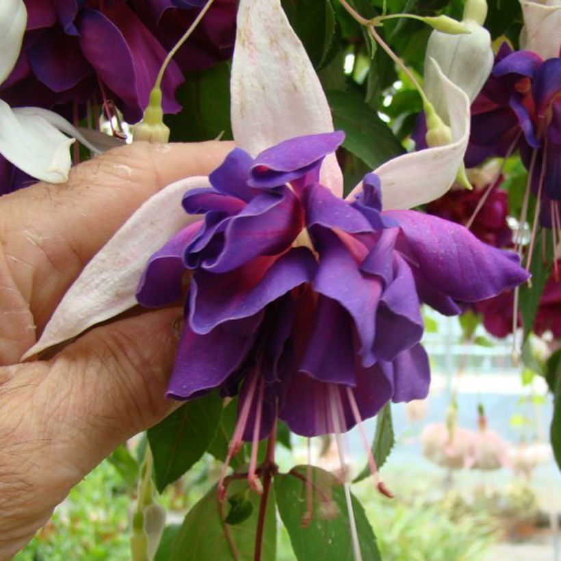 Verenpisara Deep Purple (Kukinta)