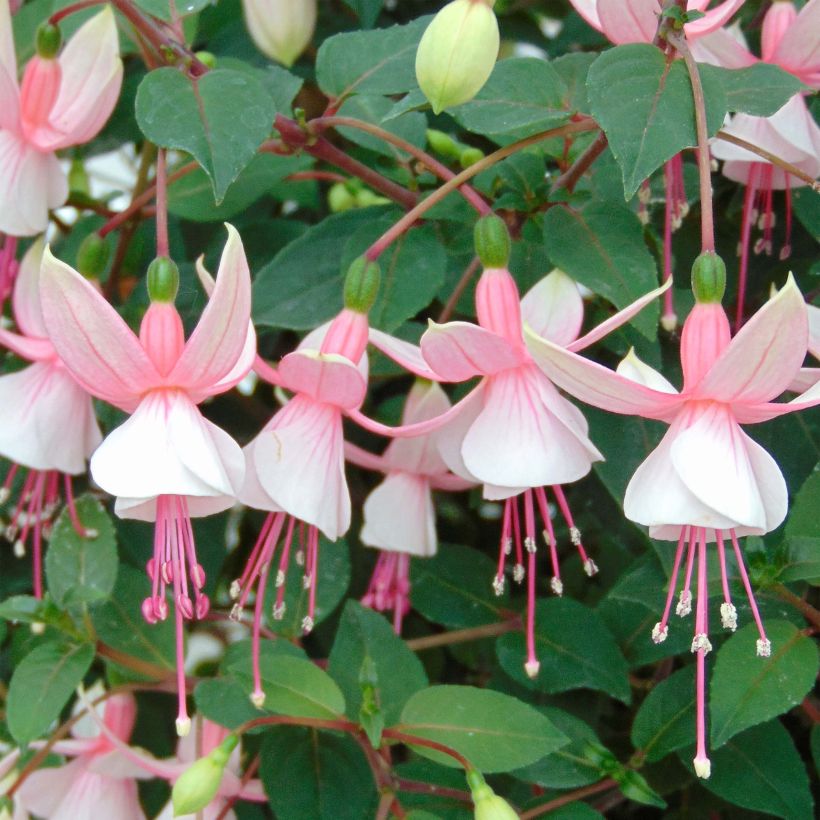 Verenpisara Elma-Hendricks (Kukinta)